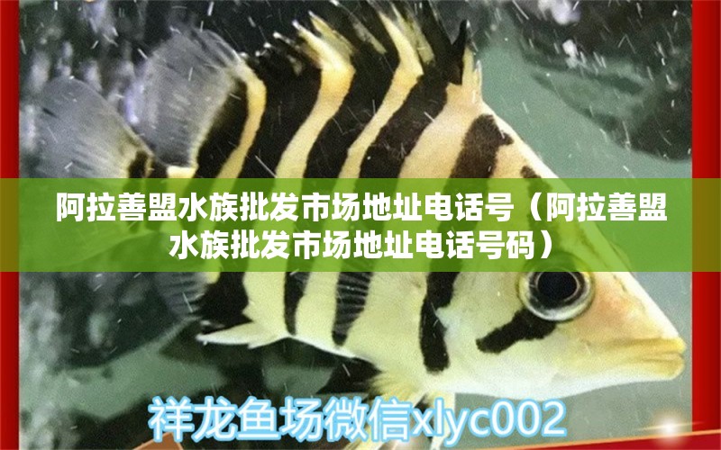 阿拉善盟水族批發(fā)市場(chǎng)地址電話號(hào)（阿拉善盟水族批發(fā)市場(chǎng)地址電話號(hào)碼） 觀賞魚(yú)水族批發(fā)市場(chǎng)