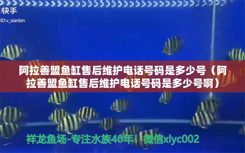 阿拉善盟魚(yú)缸售后維護(hù)電話號(hào)碼是多少號(hào)（阿拉善盟魚(yú)缸售后維護(hù)電話號(hào)碼是多少號(hào)?。? title=