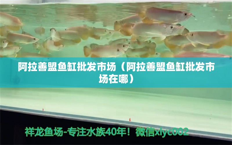 阿拉善盟魚缸批發(fā)市場（阿拉善盟魚缸批發(fā)市場在哪）