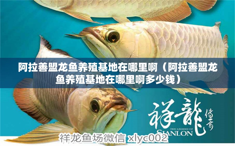 阿拉善盟龍魚養(yǎng)殖基地在哪里?。ò⒗泼她堲~養(yǎng)殖基地在哪里啊多少錢）