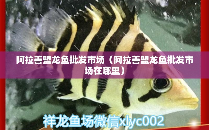 阿拉善盟龍魚批發(fā)市場（阿拉善盟龍魚批發(fā)市場在哪里） 龍魚批發(fā)