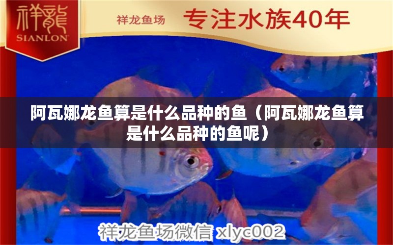 阿瓦娜龍魚(yú)算是什么品種的魚(yú)（阿瓦娜龍魚(yú)算是什么品種的魚(yú)呢）