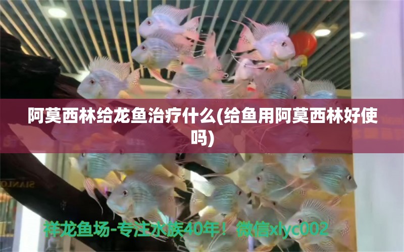 阿莫西林給龍魚治療什么(給魚用阿莫西林好使嗎)