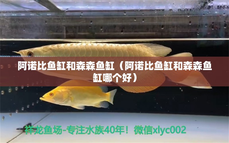 阿諾比魚缸和森森魚缸（阿諾比魚缸和森森魚缸哪個(gè)好） 祥龍水族醫(yī)院