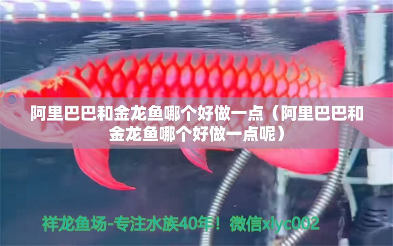 阿里巴巴和金龍魚哪個(gè)好做一點(diǎn)（阿里巴巴和金龍魚哪個(gè)好做一點(diǎn)呢） 福滿鉆魚