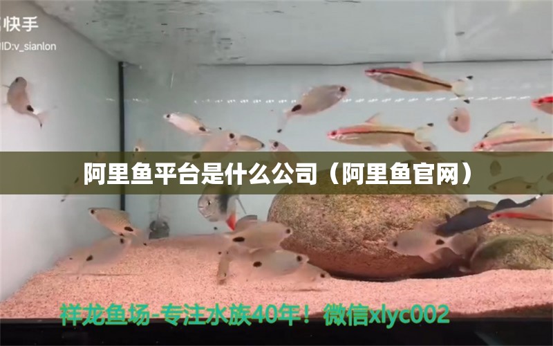 阿里魚平臺是什么公司（阿里魚官網(wǎng)）