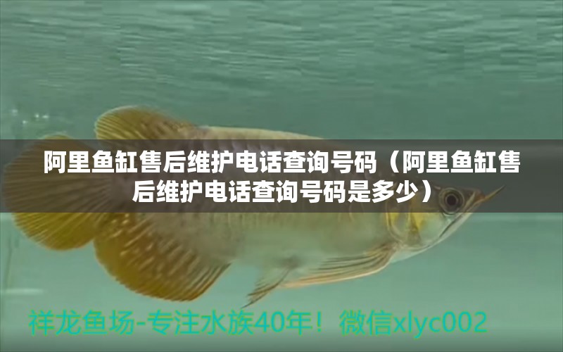 阿里魚缸售后維護(hù)電話查詢號(hào)碼（阿里魚缸售后維護(hù)電話查詢號(hào)碼是多少）