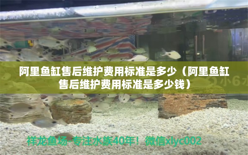 阿里魚缸售后維護(hù)費(fèi)用標(biāo)準(zhǔn)是多少（阿里魚缸售后維護(hù)費(fèi)用標(biāo)準(zhǔn)是多少錢）