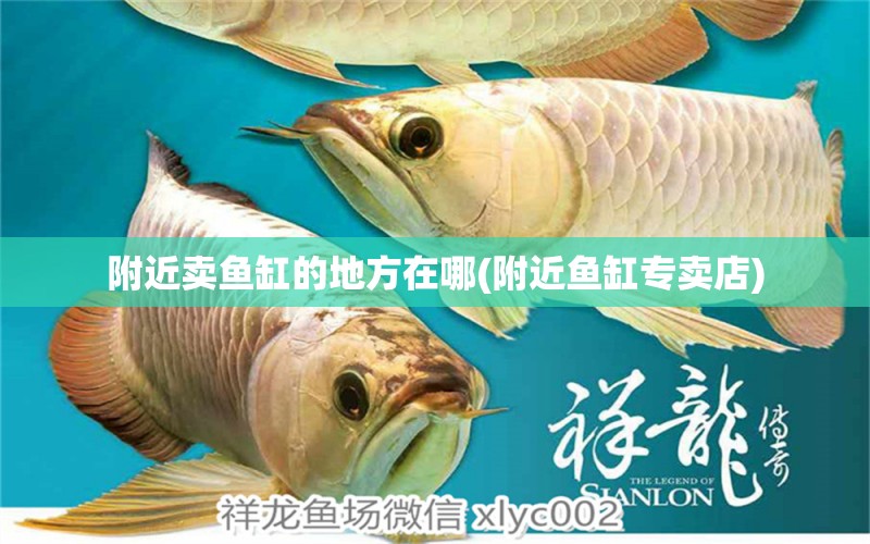 附近賣(mài)魚(yú)缸的地方在哪(附近魚(yú)缸專(zhuān)賣(mài)店) 金老虎魚(yú)