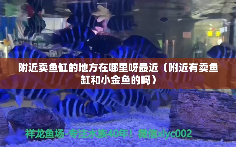 附近賣魚缸的地方在哪里呀最近（附近有賣魚缸和小金魚的嗎） 其他品牌魚缸