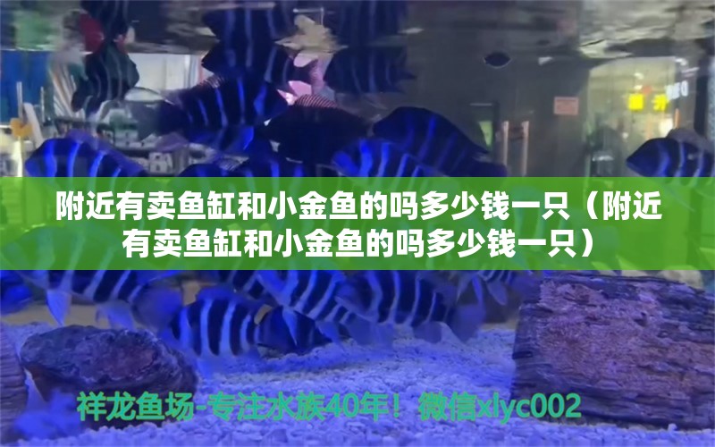 附近有賣魚缸和小金魚的嗎多少錢一只（附近有賣魚缸和小金魚的嗎多少錢一只） 觀賞魚市場（混養(yǎng)魚）