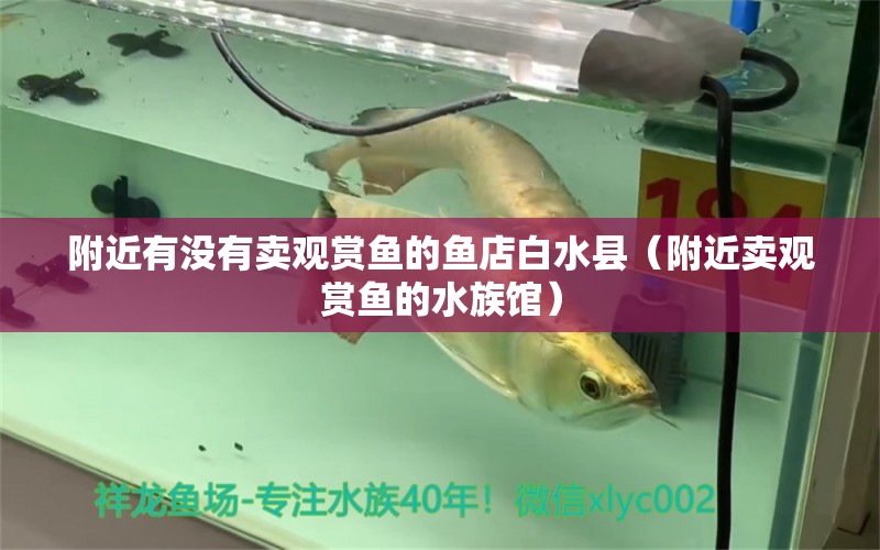 附近有沒(méi)有賣(mài)觀(guān)賞魚(yú)的魚(yú)店白水縣（附近賣(mài)觀(guān)賞魚(yú)的水族館） 胭脂孔雀龍魚(yú)