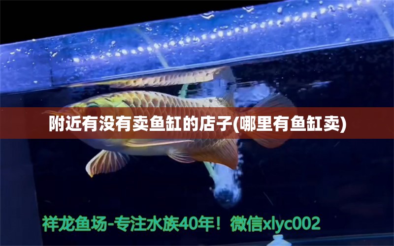 附近有沒有賣魚缸的店子(哪里有魚缸賣) 賽級紅龍魚