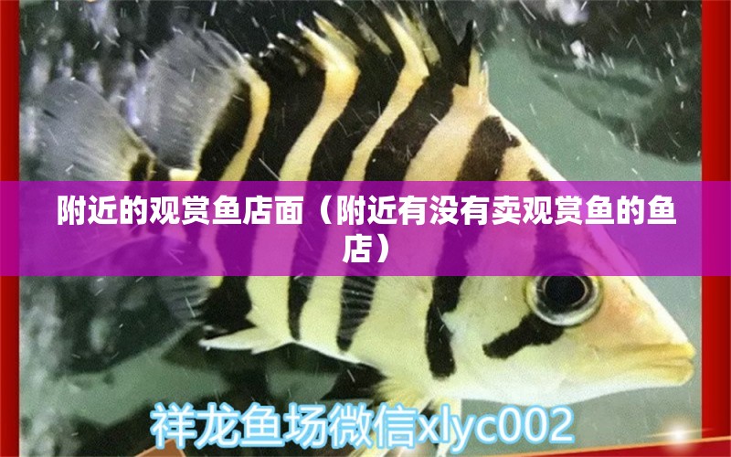 附近的觀賞魚(yú)店面（附近有沒(méi)有賣觀賞魚(yú)的魚(yú)店） 其它水族用具設(shè)備