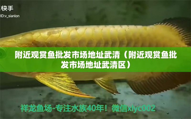 附近觀賞魚批發(fā)市場(chǎng)地址武清（附近觀賞魚批發(fā)市場(chǎng)地址武清區(qū)）