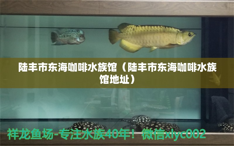 陸豐市東?？Х人屦^（陸豐市東海咖啡水族館地址） 馬來西亞咖啡