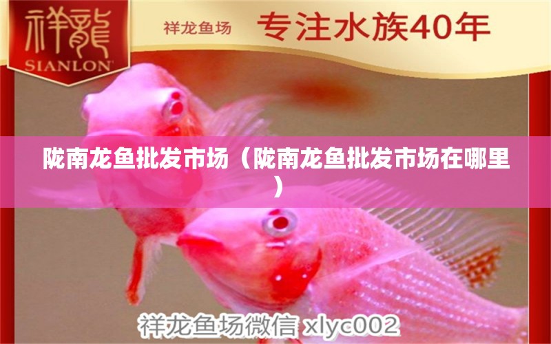 隴南龍魚批發(fā)市場（隴南龍魚批發(fā)市場在哪里） 龍魚批發(fā)