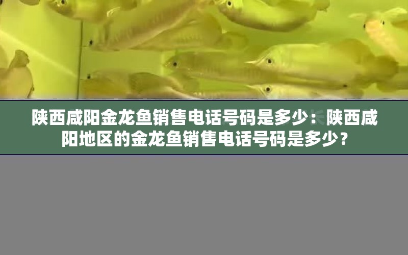 陜西咸陽金龍魚銷售電話號碼是多少：陜西咸陽地區(qū)的金龍魚銷售電話號碼是多少？