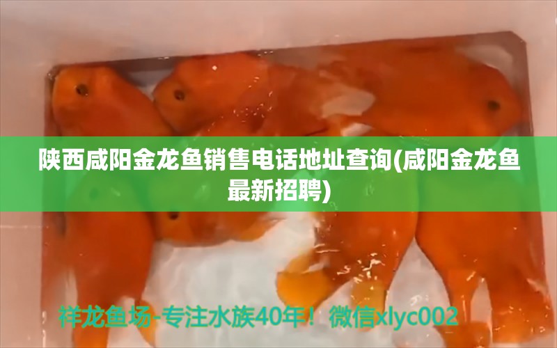 陜西咸陽金龍魚銷售電話地址查詢(咸陽金龍魚最新招聘) 森森魚缸