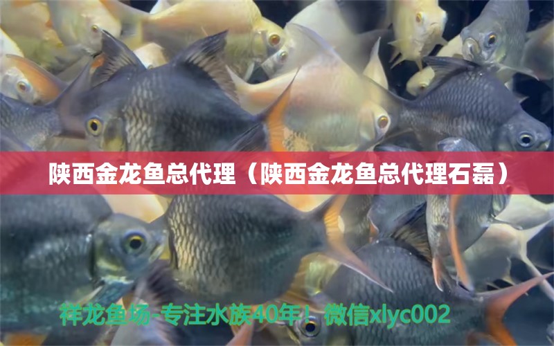 陜西金龍魚總代理（陜西金龍魚總代理石磊） 電鰻