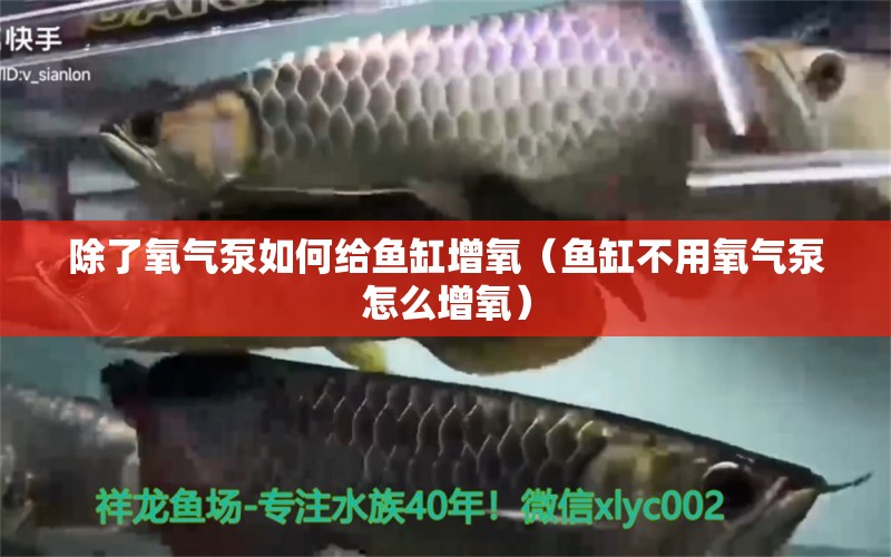 除了氧氣泵如何給魚缸增氧（魚缸不用氧氣泵怎么增氧）