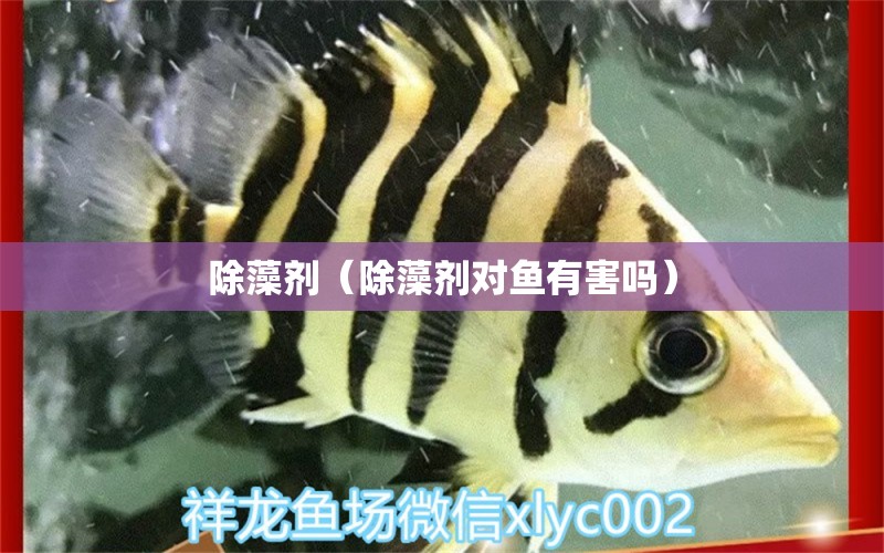 除藻劑（除藻劑對魚有害嗎）