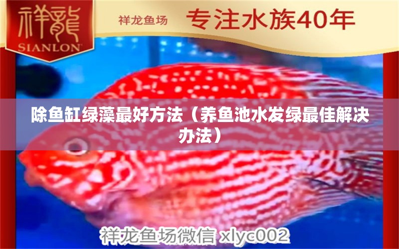 除魚(yú)缸綠藻最好方法（養(yǎng)魚(yú)池水發(fā)綠最佳解決辦法） 白子球鯊魚(yú)