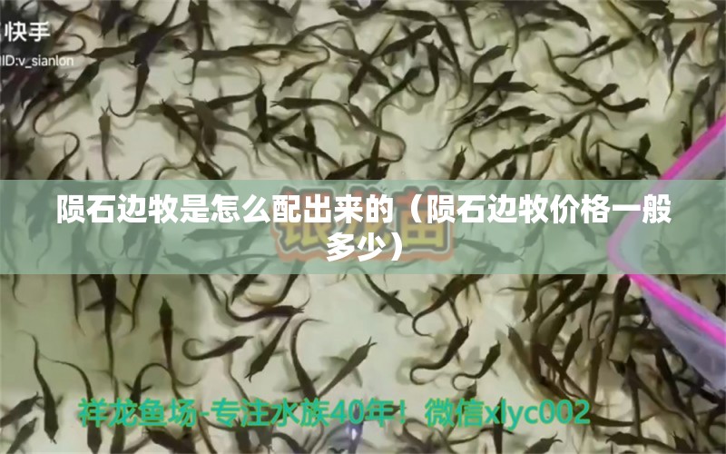 隕石邊牧是怎么配出來的（隕石邊牧價(jià)格一般多少）