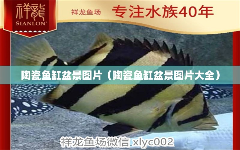 陶瓷魚缸盆景圖片（陶瓷魚缸盆景圖片大全）