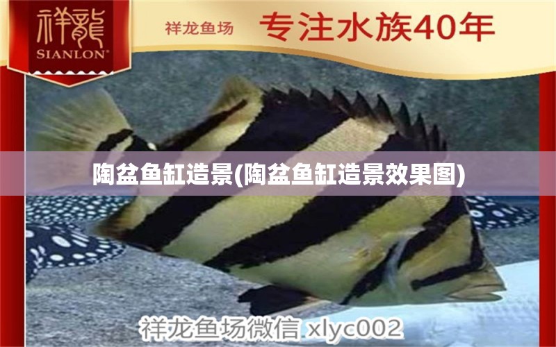 陶盆魚缸造景(陶盆魚缸造景效果圖) 白化巴西龜（白巴）