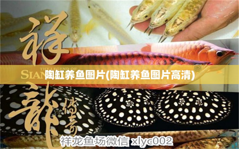 陶缸養(yǎng)魚圖片(陶缸養(yǎng)魚圖片高清)