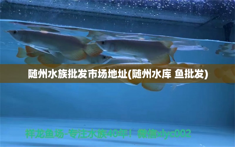 隨州水族批發(fā)市場地址(隨州水庫 魚批發(fā)) 觀賞魚水族批發(fā)市場