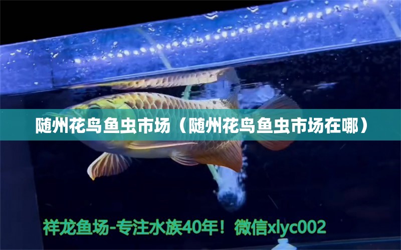 隨州花鳥魚蟲市場(chǎng)（隨州花鳥魚蟲市場(chǎng)在哪） 觀賞魚水族批發(fā)市場(chǎng)