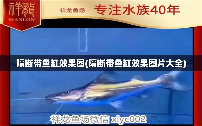 隔斷帶魚缸效果圖(隔斷帶魚缸效果圖片大全) 賽級紅龍魚