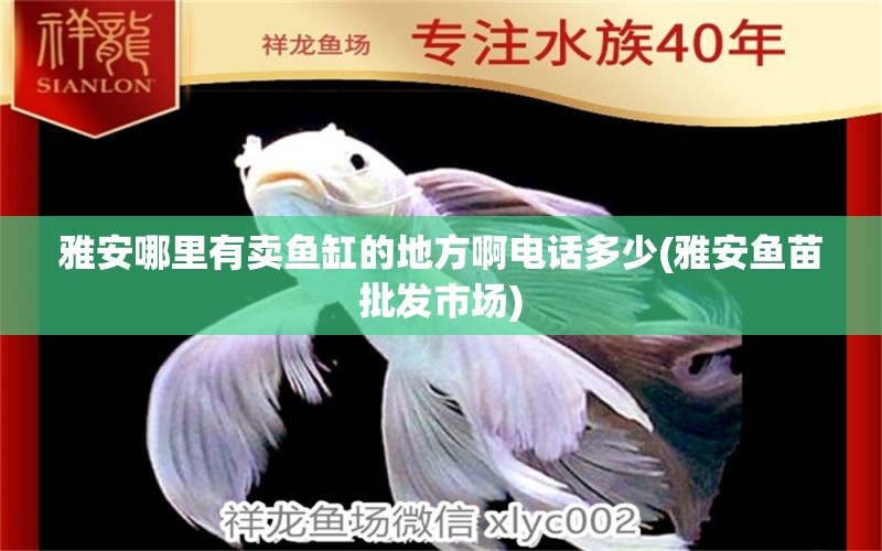 雅安哪里有賣魚缸的地方啊電話多少(雅安魚苗批發(fā)市場) 黃金河虎魚 第2張