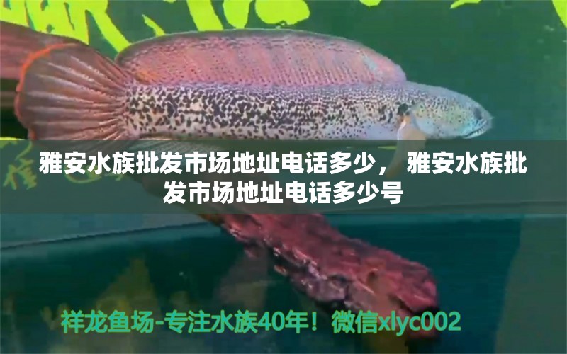 雅安水族批發(fā)市場地址電話多少， 雅安水族批發(fā)市場地址電話多少號