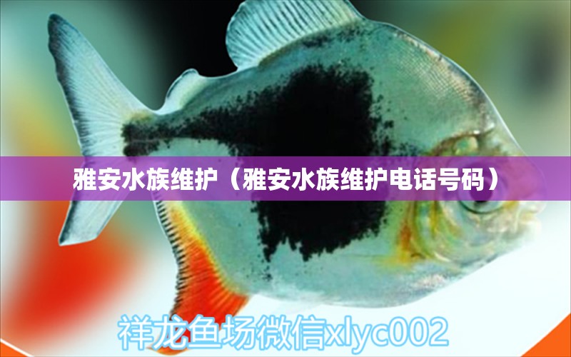 雅安水族維護（雅安水族維護電話號碼） 黑水素