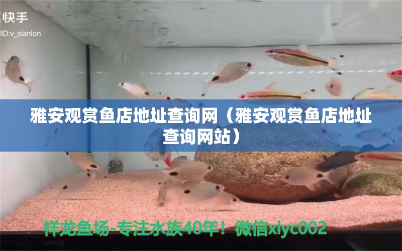 雅安觀賞魚店地址查詢網(wǎng)（雅安觀賞魚店地址查詢網(wǎng)站）