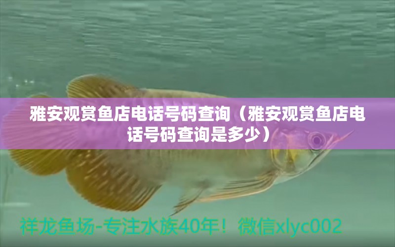 雅安觀賞魚店電話號(hào)碼查詢（雅安觀賞魚店電話號(hào)碼查詢是多少） 祥龍水族醫(yī)院