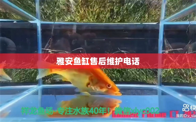 雅安魚缸售后維護電話 其他品牌魚缸