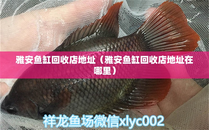 雅安魚缸回收店地址（雅安魚缸回收店地址在哪里）