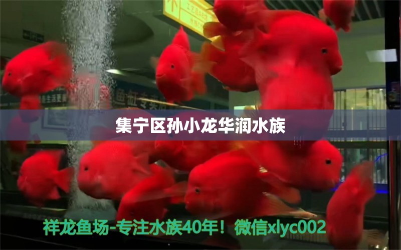 集寧區(qū)孫小龍華潤水族 全國水族館企業(yè)名錄