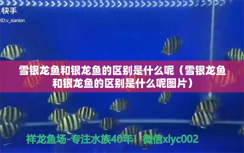 雪銀龍魚和銀龍魚的區(qū)別是什么呢（雪銀龍魚和銀龍魚的區(qū)別是什么呢圖片） 銀龍魚