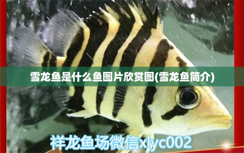 雪龍魚(yú)是什么魚(yú)圖片欣賞圖(雪龍魚(yú)簡(jiǎn)介) 養(yǎng)魚(yú)知識(shí)