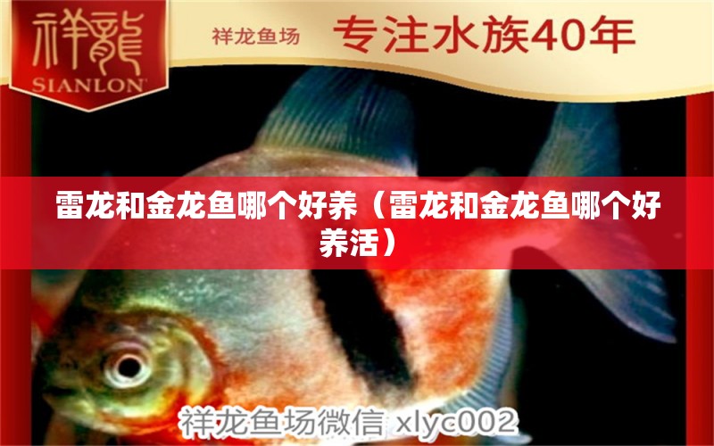 雷龍和金龍魚哪個好養(yǎng)（雷龍和金龍魚哪個好養(yǎng)活） 廣州龍魚批發(fā)市場