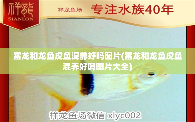 雷龍和龍魚虎魚混養(yǎng)好嗎圖片(雷龍和龍魚虎魚混養(yǎng)好嗎圖片大全)