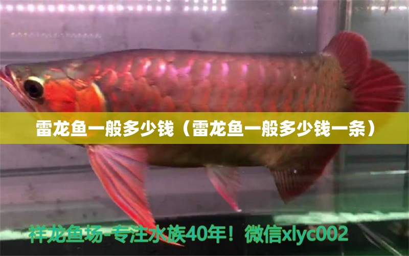 雷龍魚一般多少錢（雷龍魚一般多少錢一條） 觀賞魚批發(fā)