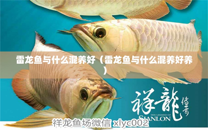 雷龍魚與什么混養(yǎng)好（雷龍魚與什么混養(yǎng)好養(yǎng)）