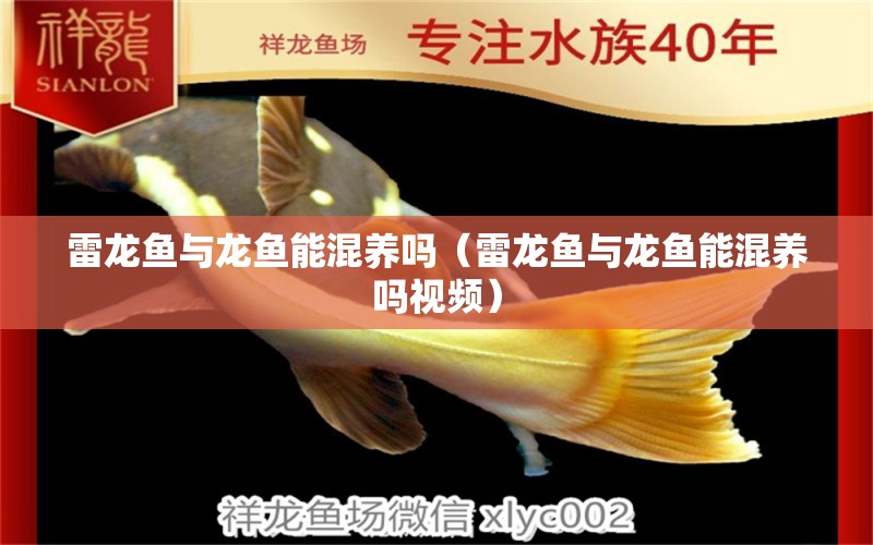 雷龍魚(yú)與龍魚(yú)能混養(yǎng)嗎（雷龍魚(yú)與龍魚(yú)能混養(yǎng)嗎視頻） 廣州龍魚(yú)批發(fā)市場(chǎng)