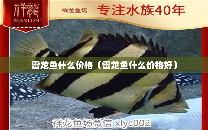 雷龍魚什么價(jià)格（雷龍魚什么價(jià)格好） 龍魚疾病與治療